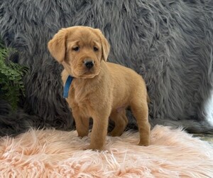 Golden Retriever Puppy for sale in WILLARD, WI, USA