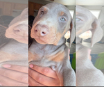 Small #12 Doberman Pinscher