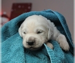 Small Photo #7 English Cream Golden Retriever Puppy For Sale in BELLEFONTE, PA, USA