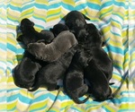 Small #25 Labrador Retriever