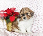 Small Photo #5 Havashu-Poodle (Miniature) Mix Puppy For Sale in QUARRYVILLE, PA, USA