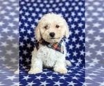 Small Photo #1 Bichon Frise Puppy For Sale in NOTTINGHAM, PA, USA