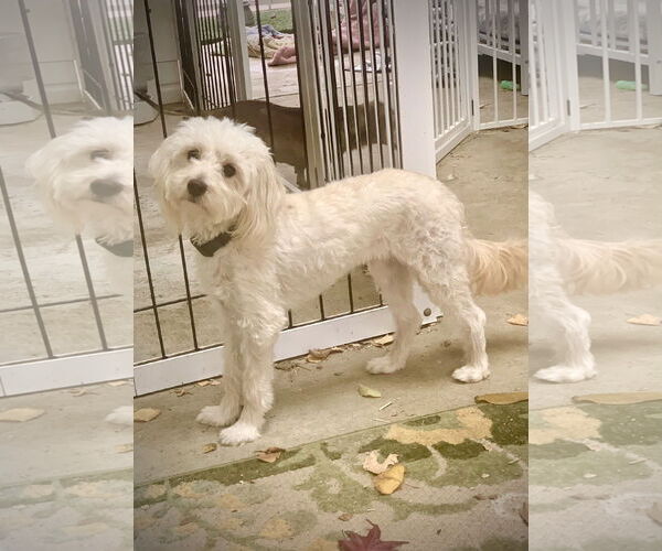 Medium Photo #8 Maltipoo (Toy) Puppy For Sale in Santa Clarita, CA, USA