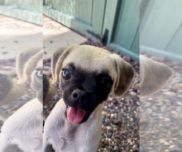 Medium Photo #3 Puggle Puppy For Sale in Lake Elsinore, CA, USA