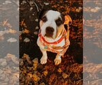 Small Photo #1 American Pit Bull Terrier Puppy For Sale in Albuquerque, NM, USA