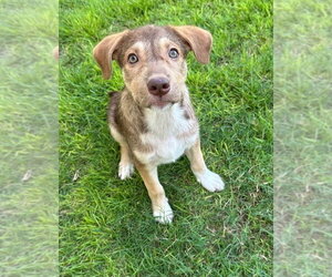 Australian Shepherd-Unknown Mix Dogs for adoption in FRAMINGHAM, MA, USA