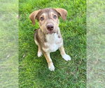 Coral - Female Australian Shepherd-Unknown Mix Dog for Adoption - Small photo