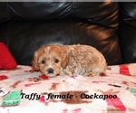 Small #1 Cockapoo (Miniature)