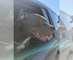 Mutt Dogs for adoption in El Centro, CA, USA