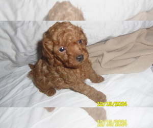 Poodle (Toy) Puppy for sale in DULUTH, GA, USA