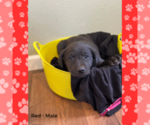 Small Photo #1 Labrador Retriever Puppy For Sale in BROWERVILLE, MN, USA