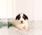 Puppy 6 Miniature Bernedoodle