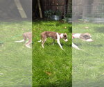 Small #10 Feist Terrier Mix