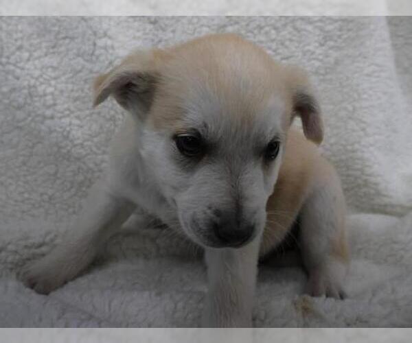 Medium Photo #1 Labrador Retriever-Unknown Mix Puppy For Sale in Thief River Falls, MN, USA