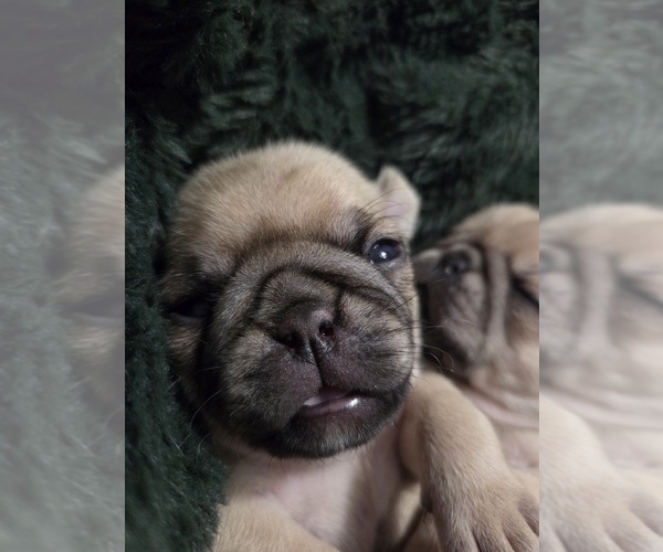 Medium Photo #42 Pug Puppy For Sale in HILLSDALE, MI, USA