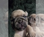 Small Photo #42 Pug Puppy For Sale in HILLSDALE, MI, USA