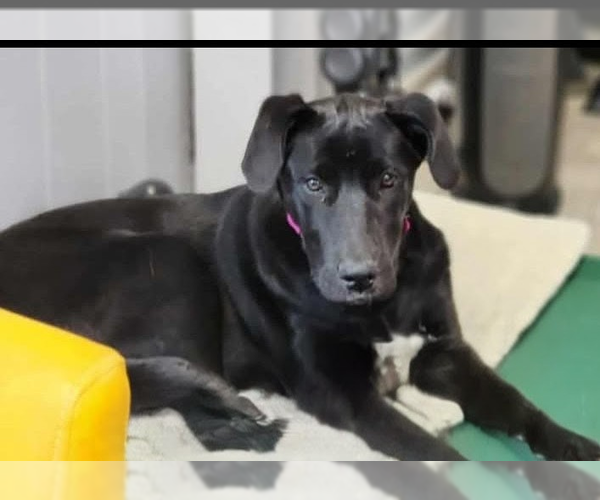 Medium Photo #7 Great Dane-Unknown Mix Puppy For Sale in garner, NC, USA