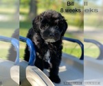 Puppy 1 Old English Sheepdog-Poodle (Toy) Mix