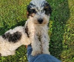 Small #5 Miniature Bernedoodle