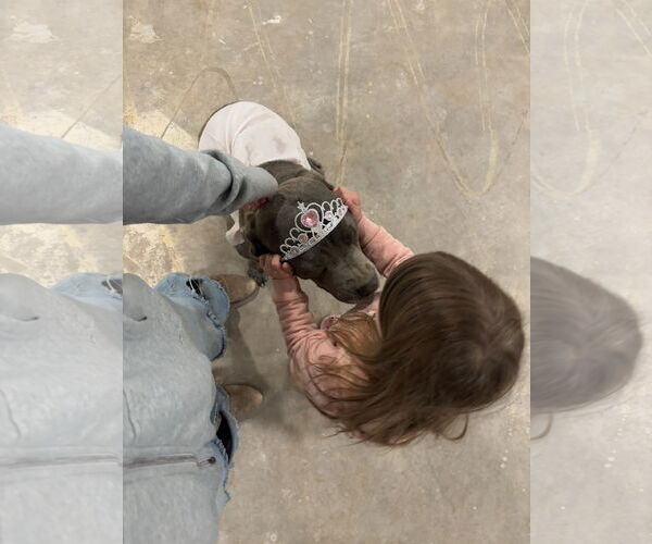 Medium Photo #11 Mutt Puppy For Sale in Goodyear, AZ, USA