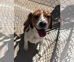 Small #2 Beagle