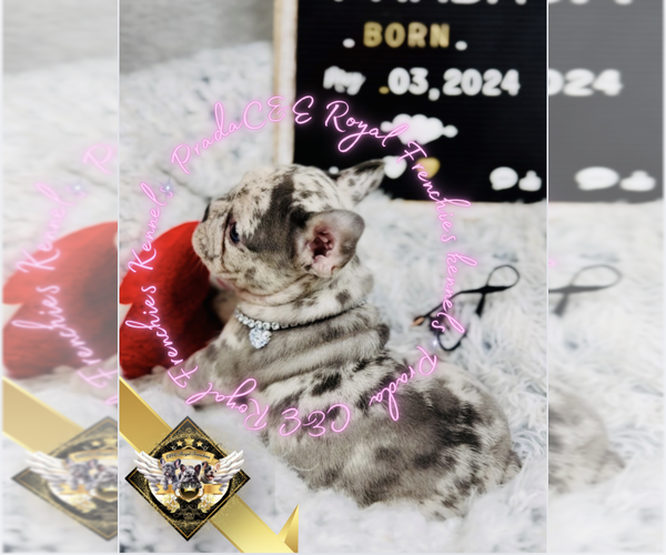Medium Photo #3 French Bulldog Puppy For Sale in ATHENS, GA, USA
