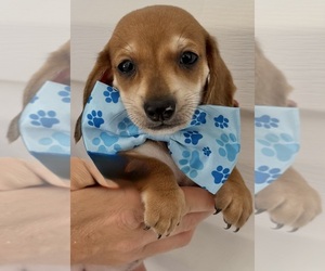 Dachshund Puppy for sale in STEINHATCHEE, FL, USA
