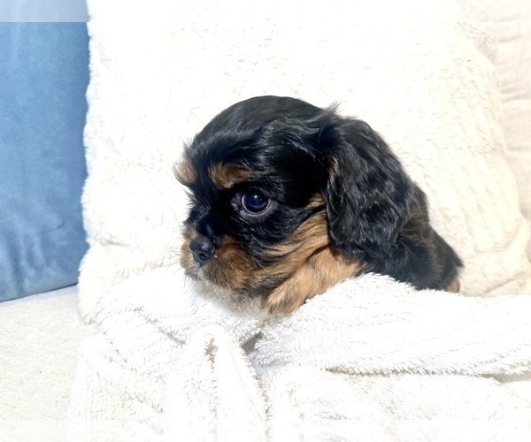 Medium Photo #1 Cavalier King Charles Spaniel Puppy For Sale in GRESHAM, OR, USA