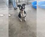 Small #3 Mutt