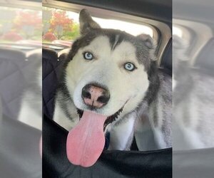 Blue - Male Siberian Husky Dog for Adoption - Photo #4