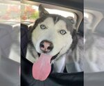 Small #3 Siberian Husky