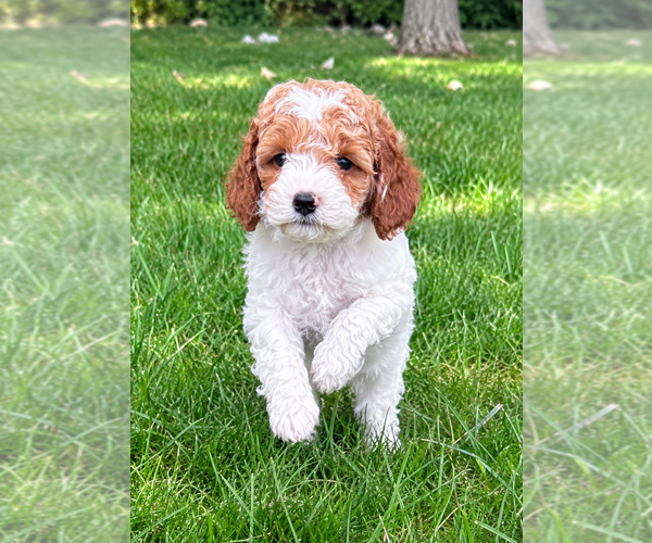 Medium Photo #6 Cavapoo (Miniature) Puppy For Sale in FAIR HAVEN, MI, USA