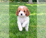 Small #5 Cavapoo (Miniature)