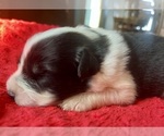 Image preview for Ad Listing. Nickname: Bonnie