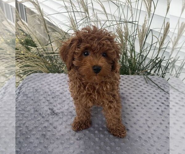 Medium Photo #3 Poodle (Toy) Puppy For Sale in ARTHUR, IL, USA