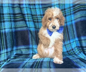 Cavapoo Puppy for sale in LAKELAND, FL, USA