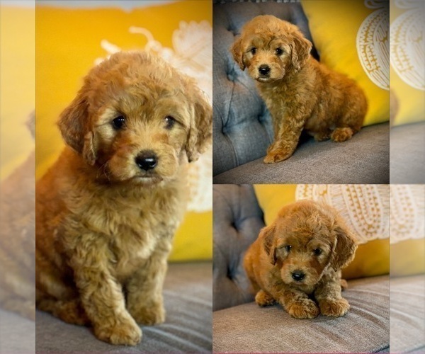 Medium Photo #28 Goldendoodle (Miniature) Puppy For Sale in SAINT JAMES, MO, USA