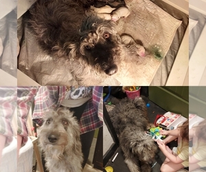 Mother of the Bordoodle puppies born on 06/17/2026