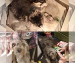 Small Photo #1 Bordoodle Puppy For Sale in COPPERAS COVE, TX, USA