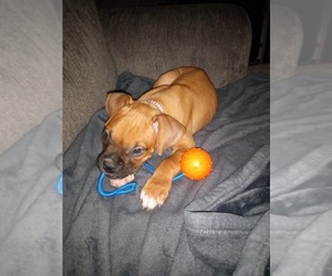 Boxer Puppy for sale in AKRON, OH, USA
