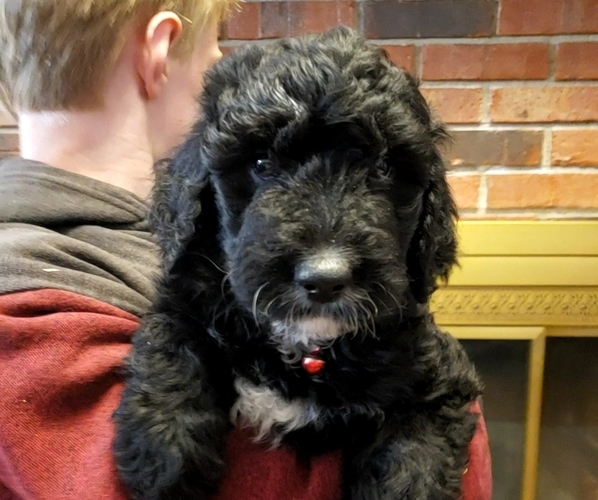Medium Photo #1 Bernedoodle Puppy For Sale in COLUMBIA, MO, USA
