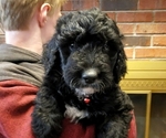 Small Photo #1 Bernedoodle Puppy For Sale in COLUMBIA, MO, USA