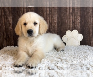 Golden Retriever Puppy for sale in FRANKLIN, IN, USA