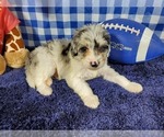 Small Photo #1 Bernedoodle (Miniature) Puppy For Sale in COLORADO SPRINGS, CO, USA