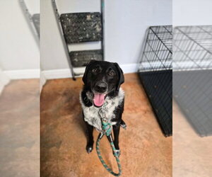 Coonhound-Labrador Retriever Mix Dogs for adoption in Bolivar, MO, USA