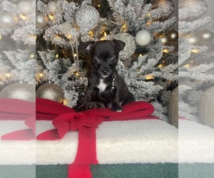Chihuahua Puppy for sale in CHARLOTTE, NC, USA
