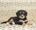 Small #1 Miniature Bernedoodle