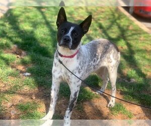 Spotty - Male Mutt Dog for Adoption - Photo #25