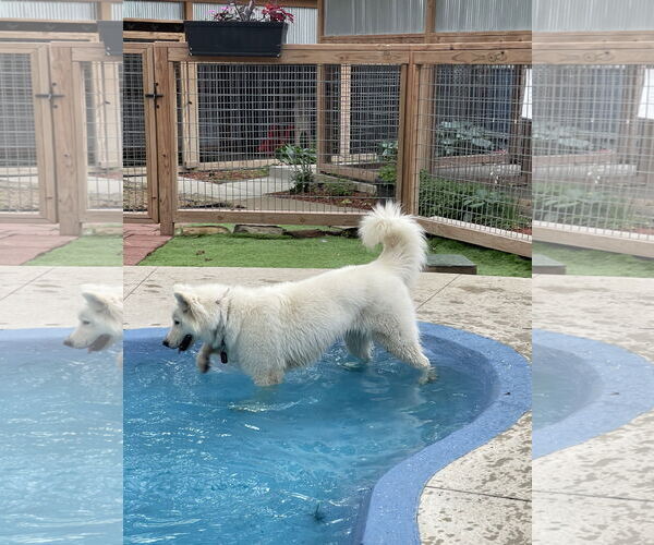 Medium Photo #4  Puppy For Sale in , 