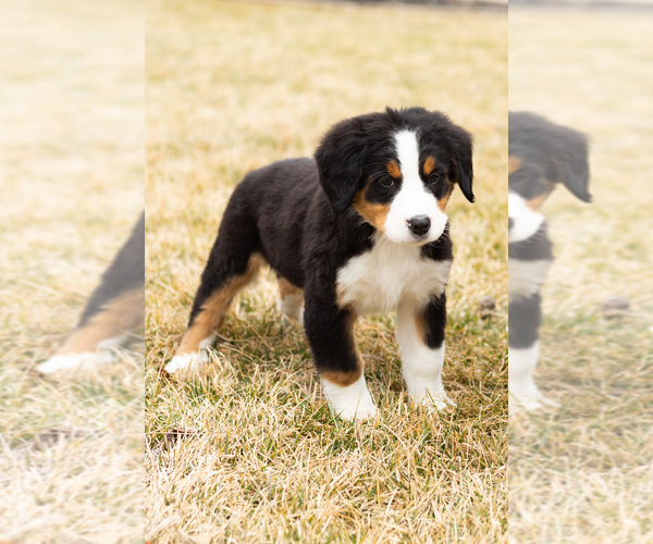 Medium Photo #7 Bernese Mountain Dog Puppy For Sale in MILLERSBURG, IN, USA